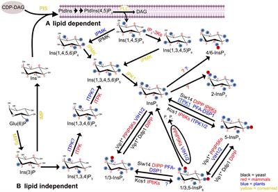 Protein pyrophosphorylation by inositol phosphates: a novel post-translational modification in plants?